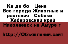 Ка де бо › Цена ­ 25 - Все города Животные и растения » Собаки   . Хабаровский край,Николаевск-на-Амуре г.